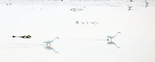 Egrets with gulls This landscape photograph was taken in the early evening during late spring and shows a tranquil watery area in Christchurch, Dorset, United Kingdom. The main subjects are a pair of Great Egrets wading in shallow water, with their reflections visible on the surface, while some gulls stand further back on the mudflat. The scene highlights local wildlife and birds in a calm natural setting typical of the region. The soft light of the May evening subtly illuminates the birds and their surroundings.
